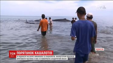 В Індонезії волонтери власноруч рятували велетенських кашалотів, яких викинуло на сушу