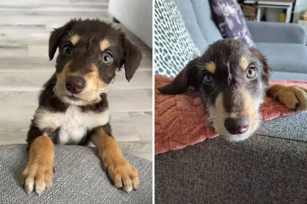 Роло в дитинстві / © CORK DOG ACTION WELFARE GROUP