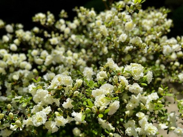 Азалія / © ТСН