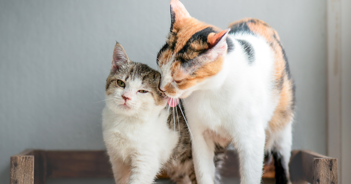 Кішка і кошеня