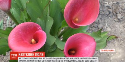 У Тернопільській області селянин виростив мініполе з різноколірними калами