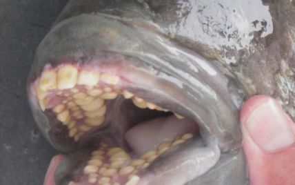 В США на берегу океана нашли рыбу с полным ртом "человеческих" зубов