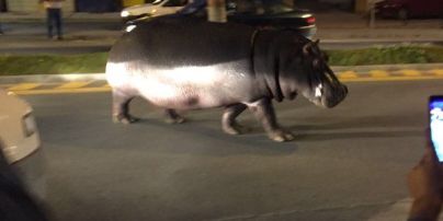 Іспанським містечком прогулювався гіпопотам-утікач