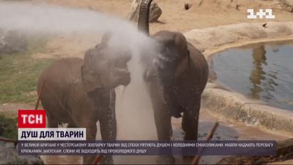 У британському зоопарку готують крижані закуски для тварин