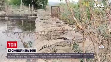 Новости мира: в Южной Африке полиция разыскивает крокодилов, сбежавших из питомника