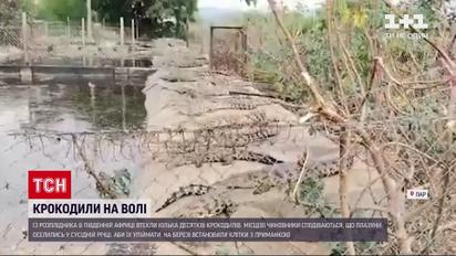 Новости мира: в Южной Африке полиция разыскивает крокодилов, сбежавших из питомника