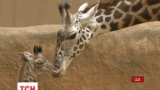 В калифорнийском зоопарке впервые вышел к публике жирафенок редкого вида Масаи