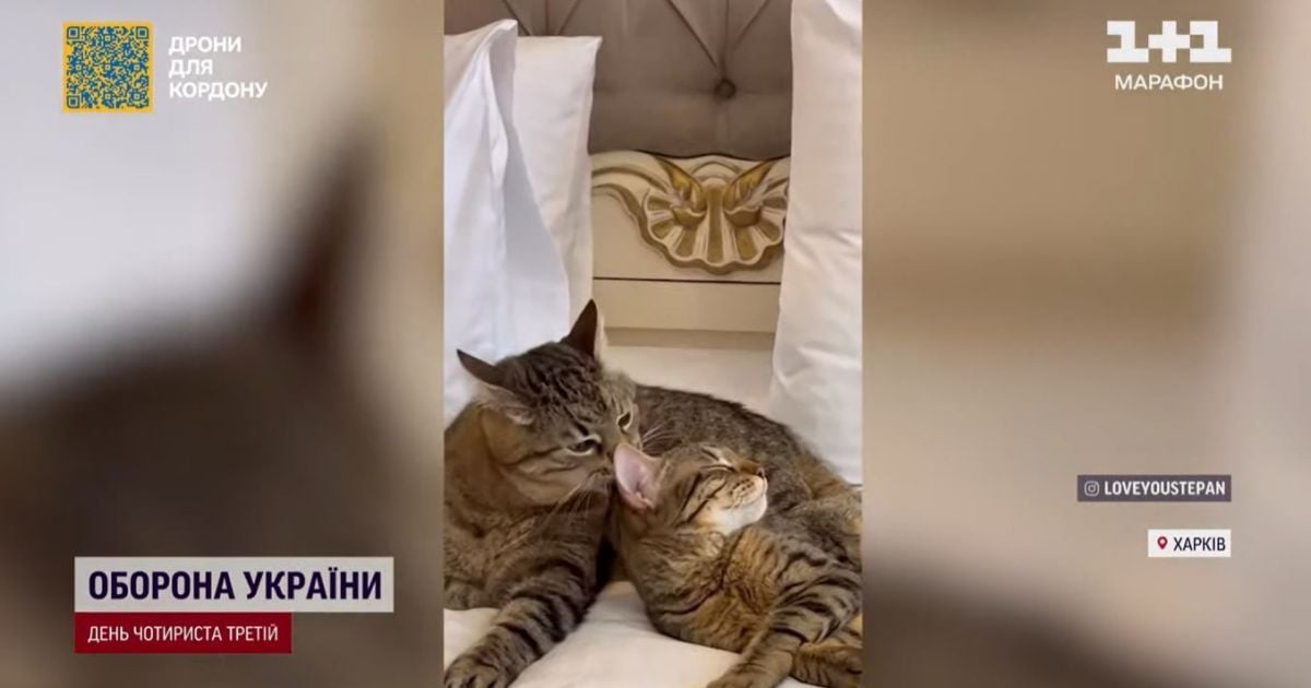 Из-за войны у самого известного кота-блогера из Харькова Степана пошатнулось здоровье, но появилась любимая