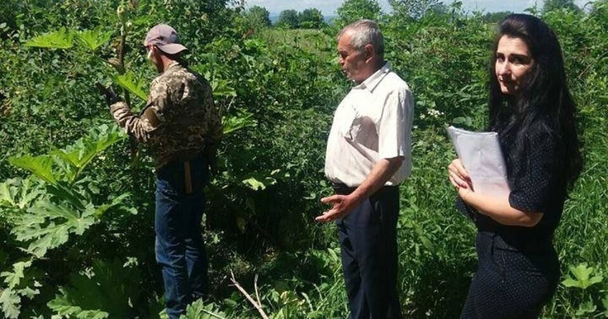 На Прикарпатті неплатника аліментів змусили косити отруйну рослину