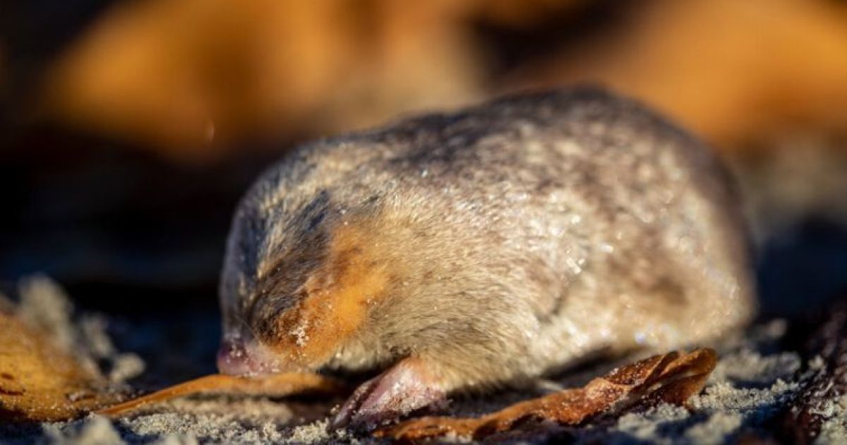 Золотой крот де Винтон. Фото: Nicky Souness/re:wild