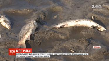 У селі на Волині масово загинула риба: екоінспекція з'ясовує причину