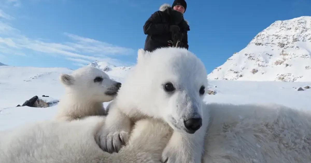 Белые медведи