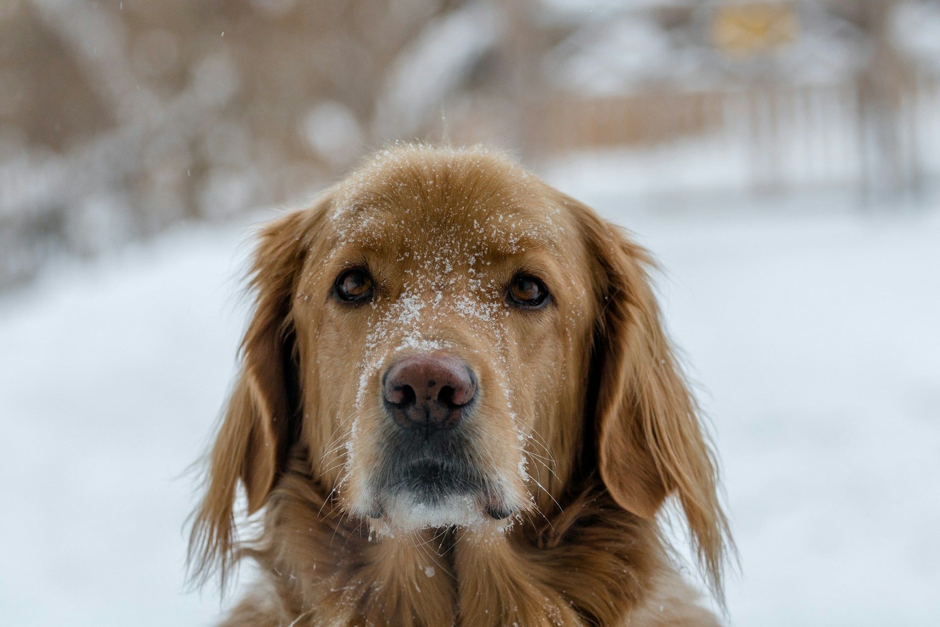 1 грудня почути в далині гавкіт собаки — буде снігопад / © Unsplash