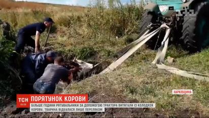 У Харківській області рятувальники діставали корову з покинутого колодязя