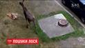 В столице спасатели устроили поиски дикого животного, которое испугало горожан