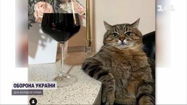 Украинский кот Степан получил награду в Каннах