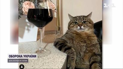 Український кіт Степан отримав нагороду у Каннах