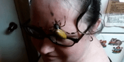 В США отчаянная женщина позволила гигантскому пауку полазить по ее лицу