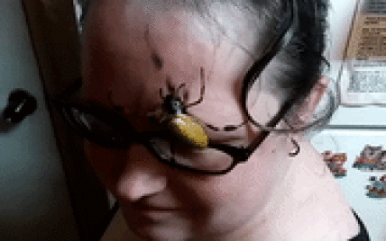 В США отчаянная женщина позволила гигантскому пауку полазить по ее лицу
