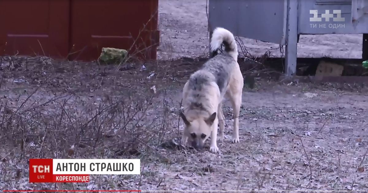 "Починає трохи відходити": батьки розповіли про стан пошматованої собаками 6-річної дівчинки з Одещини