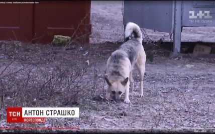 "Начинает немного отходить": родители рассказали о состоянии покусанной собаками 6-летней девочки из Одесской области