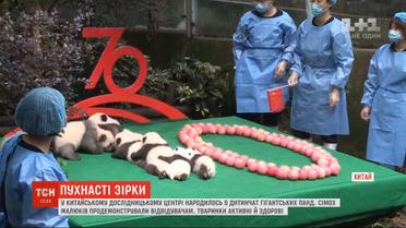 В китайском исследовательском центре перед публикой продемонстрировали 7 панд