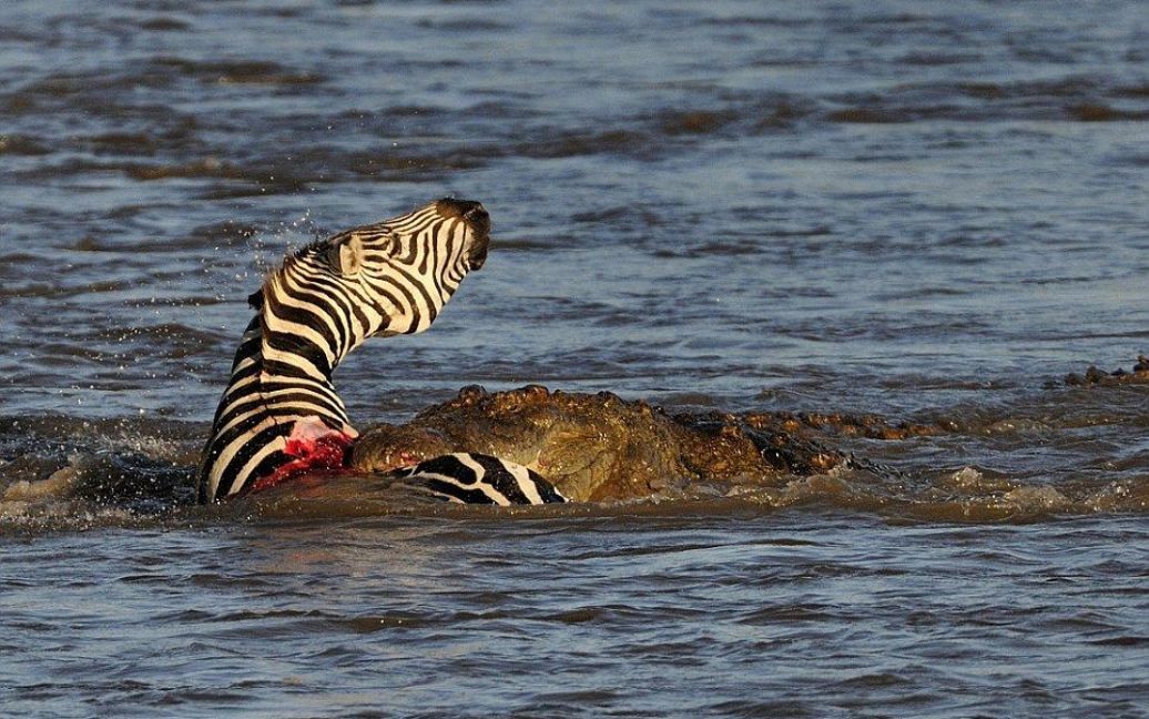 Фотограф сделал потрясающие кадры атаки крокодилов / © dailymail.co.uk