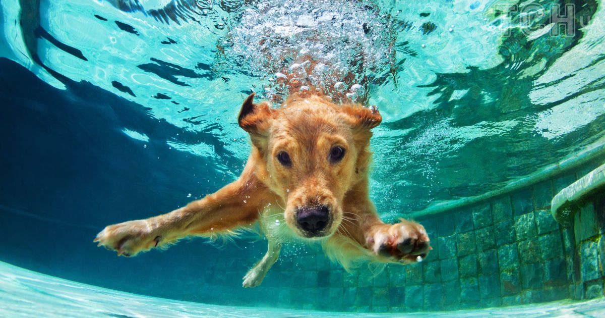 Як допомогти своєму собаці у спеку