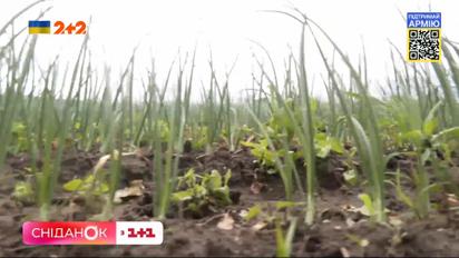 На нас чекає дефіцит овочів: як фермери з Київщини покривають втрати овочів з окупованих територій