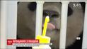 Трирічна панда Бао-Бао попрощалися з відвідувачами і працівниками американського зоопарку
