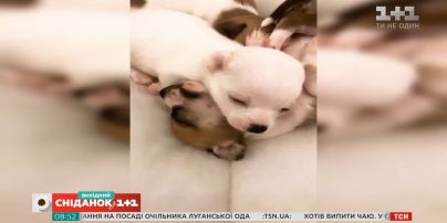 Забавные видео мурчиков и пушистиков от зрителей "Сніданку з 1+1"