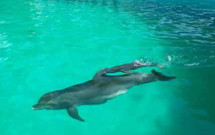В ХАМАСе утверждают, что захватили израильского "дельфина-шпиона"