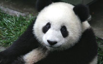 В Китае появилась вакансия обнимателя панд