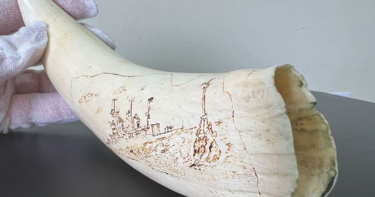 Київські митники запобігли вивезенню з України зуба кашалота