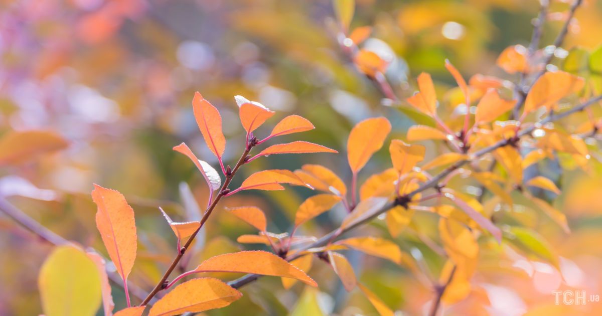 Гороскоп на 14 сентября для всех знаков Зодиака: день конфликтов и неудачных покупок