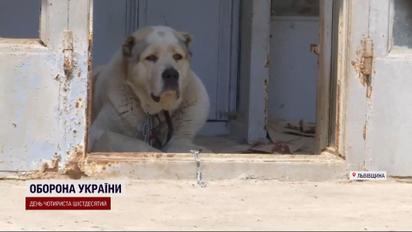 Разорвали до смерти: двое огромных псов-убийц держат в страхе Львовскую область