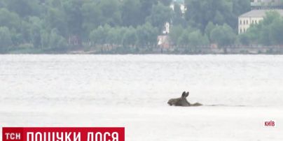 Лось переплив Дніпро в Києві та втік до парку Дружби народів