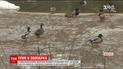 У Миколаївському зоопарку виявили смертельний вірус пташиного грипу
