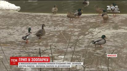 У Миколаївському зоопарку виявили смертельний вірус пташиного грипу
