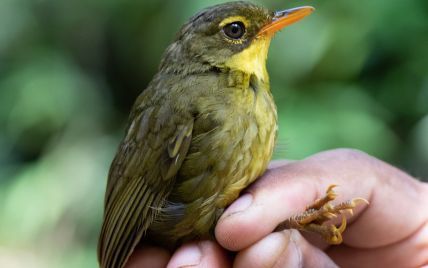 Ученые нашли на Мадагаскаре птиц, которых считали вымершими четверть века