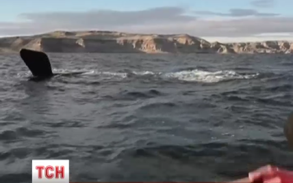 Огромные киты облюбовали берега Аргентины на радость тысячам туристов