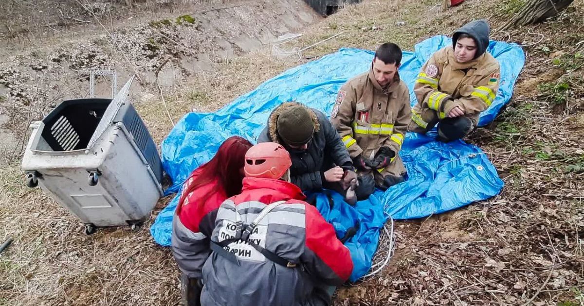 Під Києвом з аварійного дерева рятувальники знімали єнота