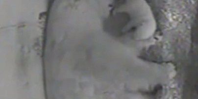 Юзеров соцсетей умилило видео с новорожденным полярным мишкой