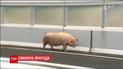 На скоростной трассе Японии более 5 часов ловили поросят, которые выбрались из грузовика во время ДТП