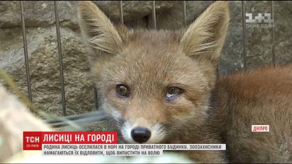 Родина лисиць оселилась у дворі приватного будинку Дніпра