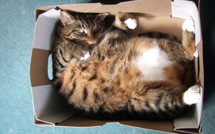 Почему коты любят залезать в коробки: что думают ученые