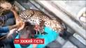 Леопард ворвался в жилой район индийского города и ранил человека