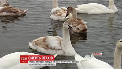 На Буковині масово гинуть лебеді