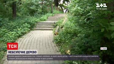 Новости Украины: состояние 7-летнего мальчика, на которого упало дерево во Львове – стабильное