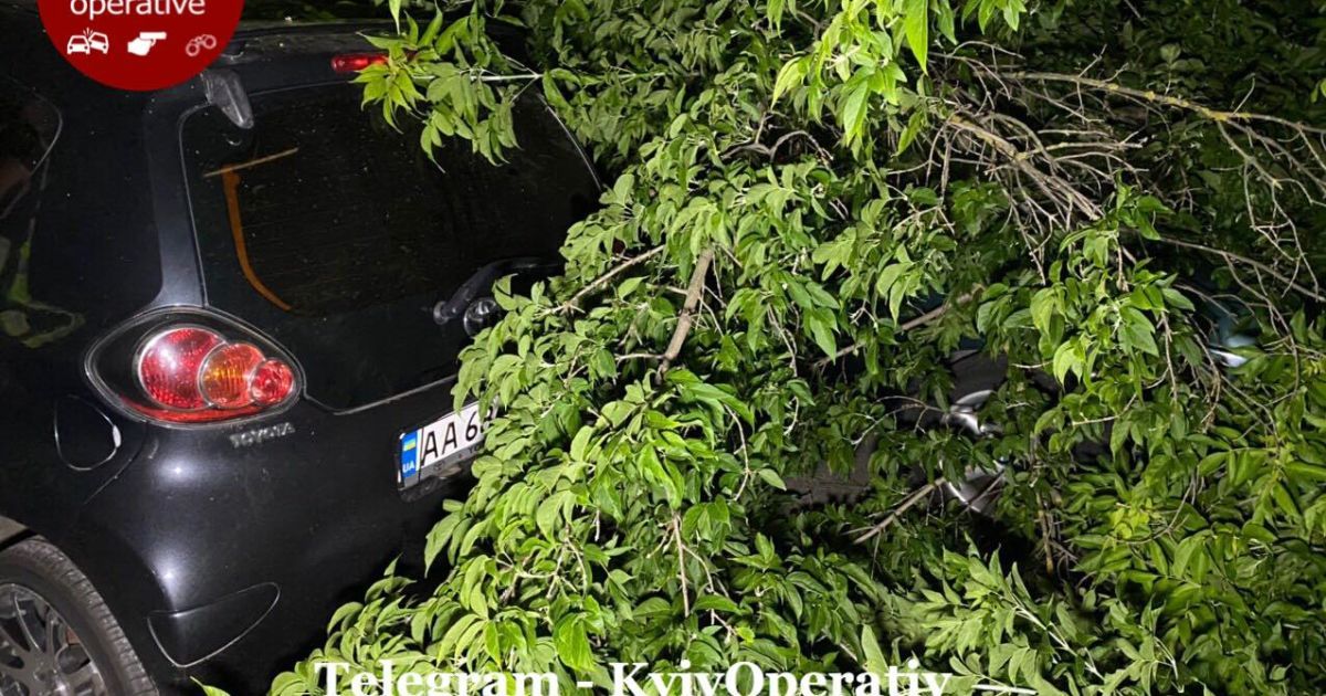 У києві величезне дерево впало на припарковані автомобілі